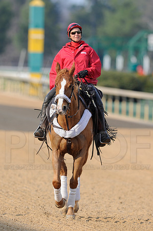 Honeybee Stakes (Grade III) 3-8-2014 (© Justin Manning) JWM_1378
