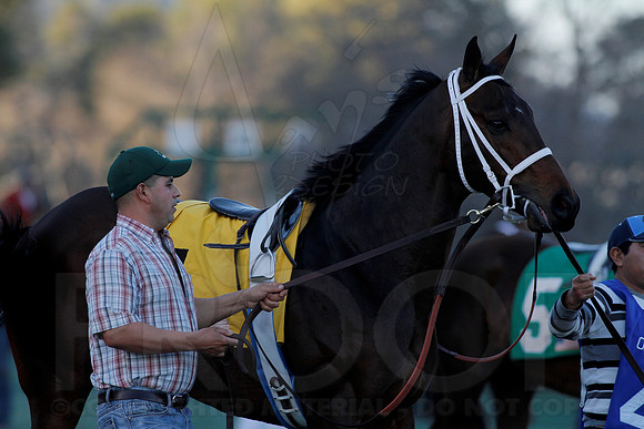 Smarty Jones Stakes 01-20-14 (©Justin Manning) JWM_0277