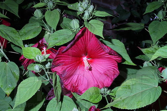 Vacation (Santee) 6-22-13 thru 6-28-13 0069