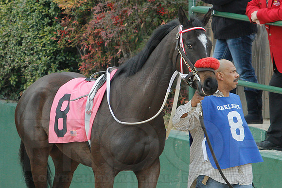 Honeybee Stakes (Grade III) 3-8-2014 (© Justin Manning) JWM_0094