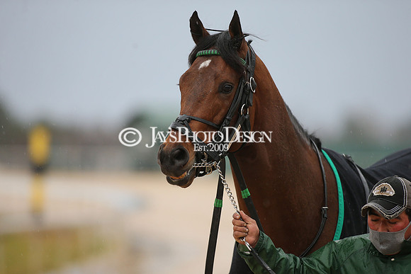 z210206_KingCottonStakesDay_Manning__0058