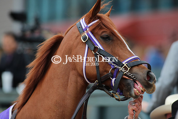 z250104_MockingbirdStakes _JWM_0477