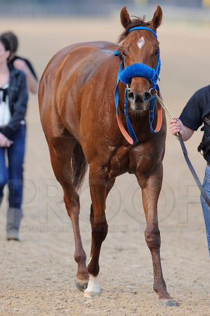 Honeybee Stakes (Grade III) 3-8-2014 (© Justin Manning) JWM_0854