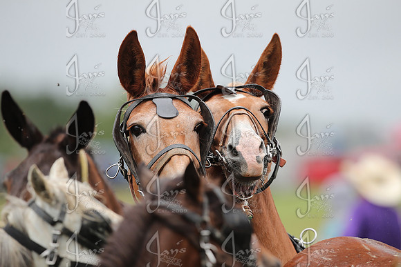 Whiskey Ridge Ranch (Chuckwagon Races) 5-24-25_JWM_0137