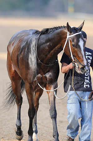 Honeybee Stakes (Grade III) 3-8-2014 (© Justin Manning) JWM_1006