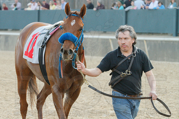 Honeybee Stakes (Grade III) 3-8-2014 (© Justin Manning) JWM_0352