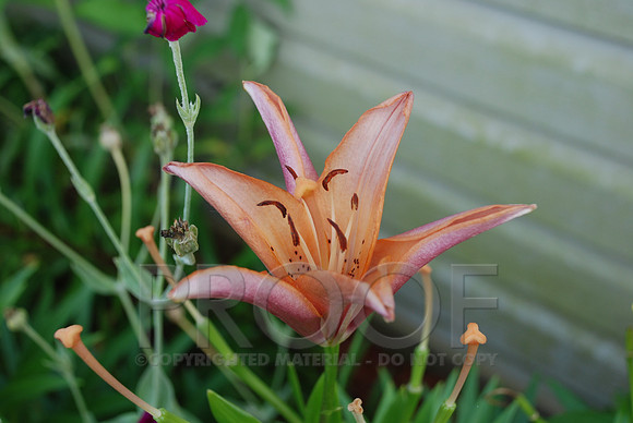 DSC_0052.JPG