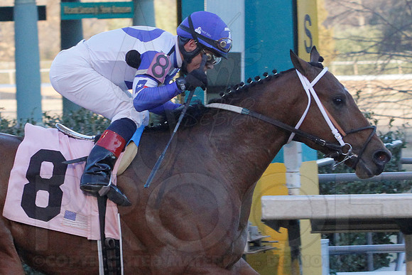 Smarty Jones Stakes 01-20-14 (©Justin Manning) JWM_0427