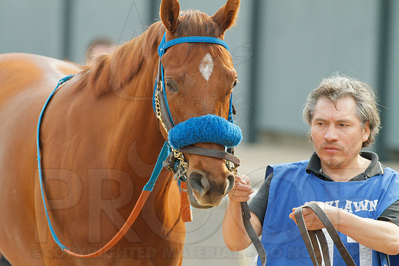 Honeybee Stakes (Grade III) 3-8-2014 (© Justin Manning) JWM_0063