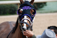 Oaklawn Park 3-3-13 JWM0015 (© Angela Greb)