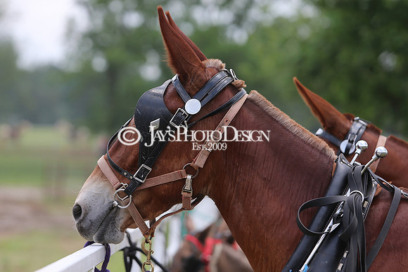 Whiskey Ridge Ranch (Chuckwagon Races) 5-25-24_JWM_0872