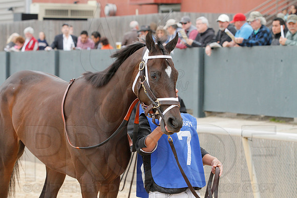 Fantasy Stakes 4-5-2014 (© Justin Manning) JWM_0416