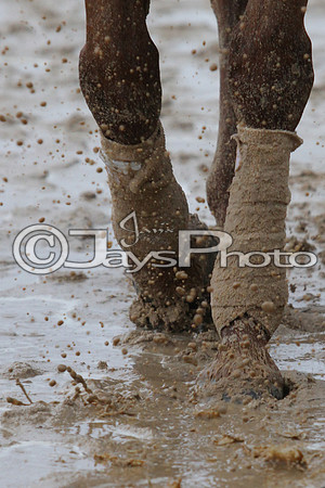 50th Running Southwest Stakes (Grade III) 2-22-2015 (©Justin Manning) JWM_028