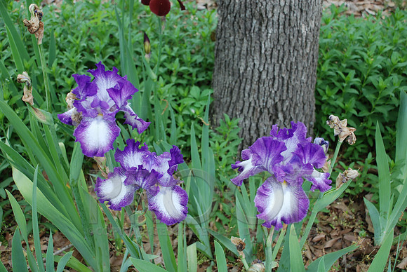 DSC_0093.JPG