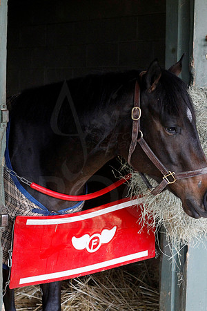 Oaklawn 1-13-13 (Justin Manning)0014