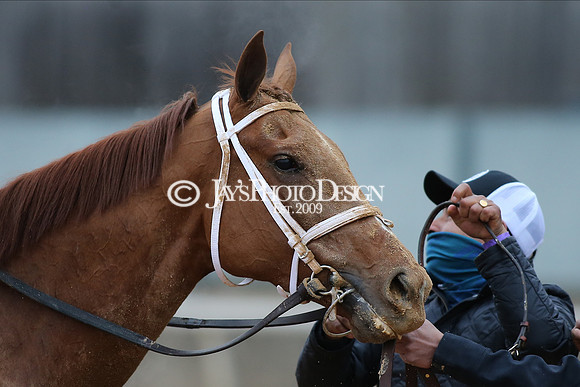 z210123_Pippin Stakes_Manning_0384