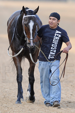 Honeybee Stakes (Grade III) 3-8-2014 (© Justin Manning) JWM_0971