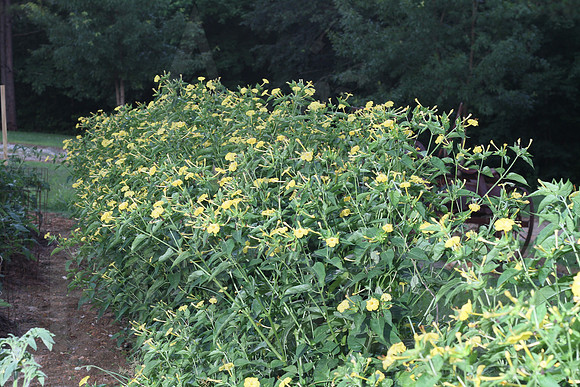Vacation (Santee) 6-22-13 thru 6-28-13 0063