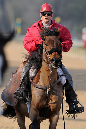 Honeybee Stakes (Grade III) 3-8-2014 (© Justin Manning) JWM_1379