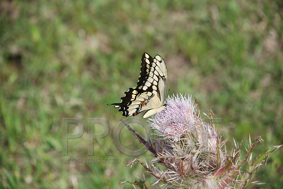 DSC_0081.JPG