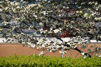 Apple Blossom Stakes Day 4-12-25_JWM_0039