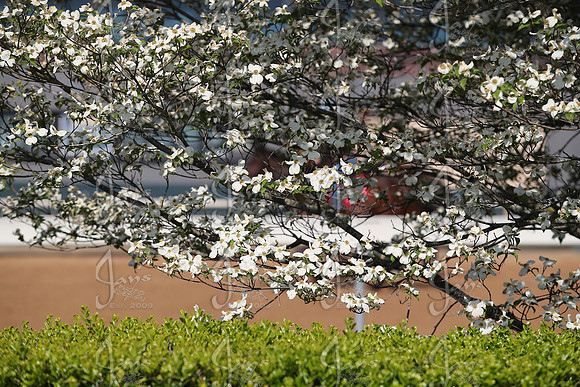 Apple Blossom Stakes Day 4-12-25_JWM_0039