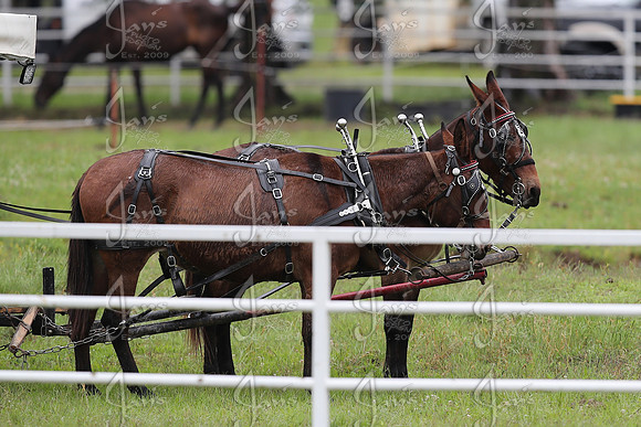 Whiskey Ridge Ranch (Chuckwagon Races) 5-24-25_JWM_0191