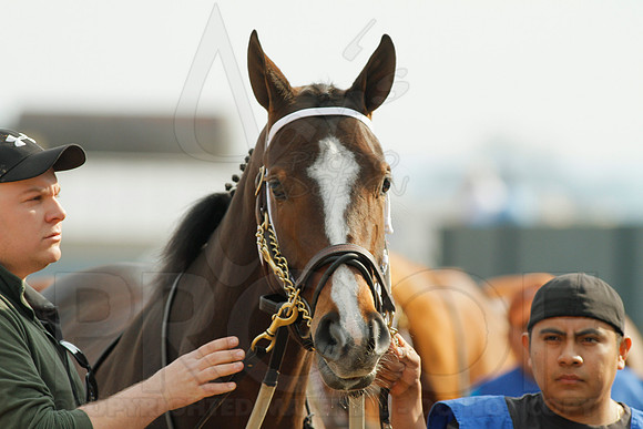 Honeybee Stakes (Grade III) 3-8-2014 (© Justin Manning) JWM_0073