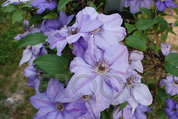 DSC_0089.JPG