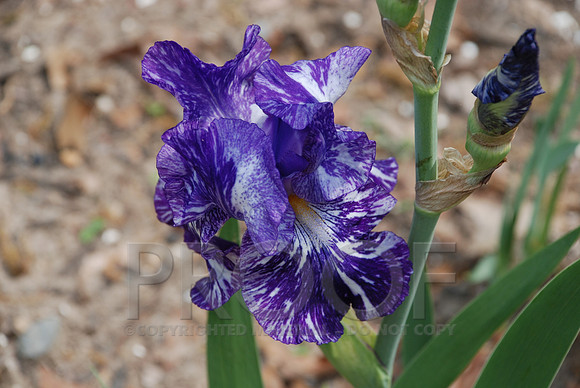 DSC_0091.JPG