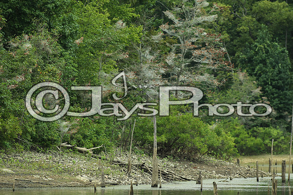 Forrest Wood Cup (Day 2) 8-21-2015 (©Justin Manning) JWM_226