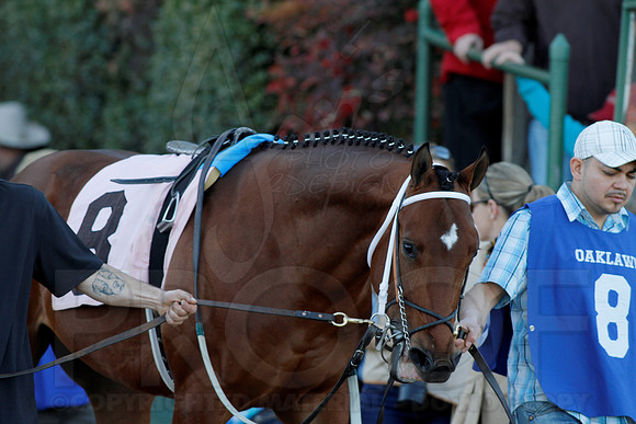 Smarty Jones Stakes 01-20-14 (©Justin Manning) JWM_0218