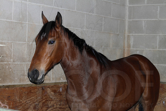 Oaklawn 1-13-13 (Justin Manning)0017